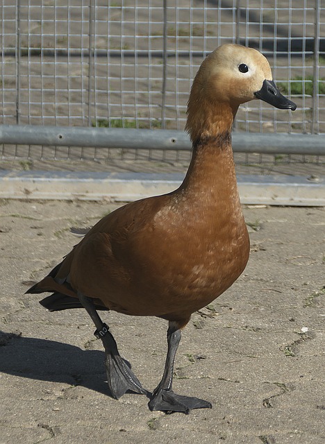 申花还是海