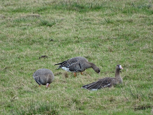 到了国羽后 到了国羽后