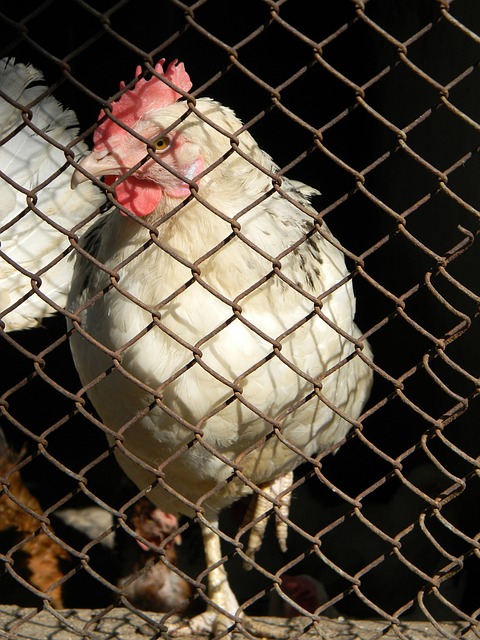 年轻选手大 年轻选手大