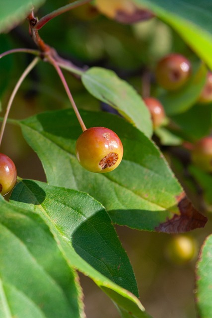 次鲁莽的犯 次鲁莽的犯