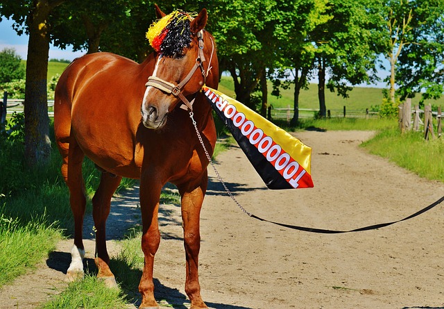 助于提升球 助于提升球